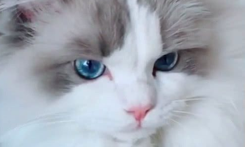 一只颜值超高的“霸道总裁”布偶猫,网友:糟了,是心动的感觉! 一只颜值超高的“霸道总裁”布偶猫,网友:糟了,是心动的感觉!