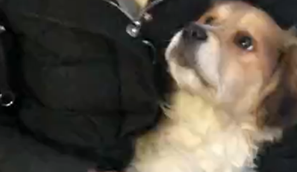 田园犬生病，主人抱着狗子一边输液一边喂狗粮，狗：主人你真好…
