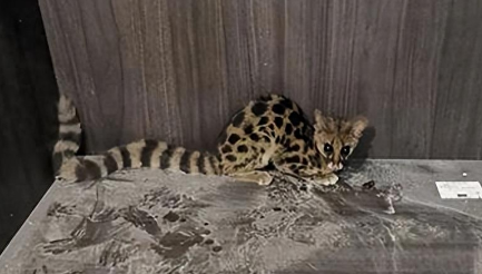 “娇羞的小野猫”!深圳发现小灵猫,叫声古怪,常躲在墓地吓人 “娇羞的小野猫”!深圳发现小灵猫,叫声古怪,常躲在墓地吓人