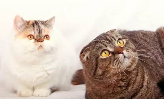 我们到底该给猫喂什么？