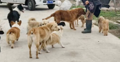 临汾城管抓捕流浪狗后，统一送往了动保基地，值得称赞！