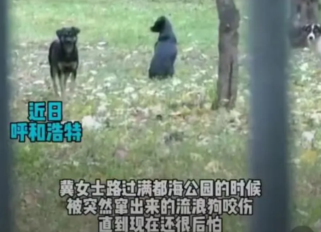 女子带娃在公园被流浪狗围咬，公园称狗是附近跑来的，律师：可要求公园赔偿