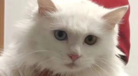 白色异瞳猫有什么缺陷 白色异瞳猫有什么缺陷