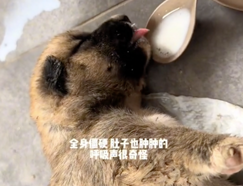救助一只未睁眼的小奶狗,从喂奶吼叫到调皮信任 救助一只未睁眼的小奶狗,从喂奶吼叫到调皮信任