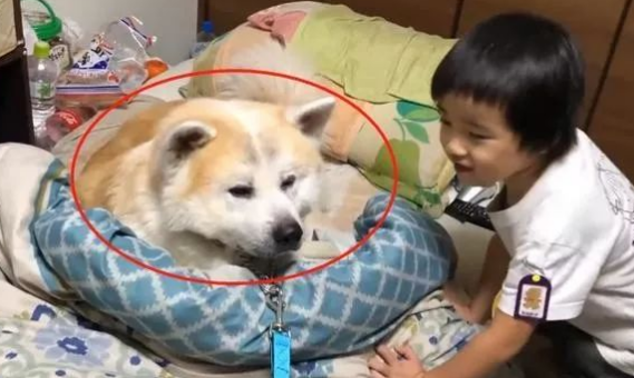 秋田犬已经9岁了，最近总想跟主人睡，用绳子都拉不走……