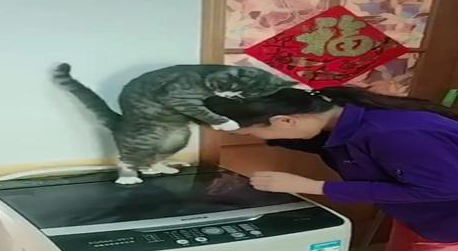狸花猫每天早上坐着等它姥姥,出来就是一顿狂亲,这猫好会撒娇啊 狸花猫每天早上坐着等它姥姥,出来就是一顿狂亲,这猫好会撒娇啊