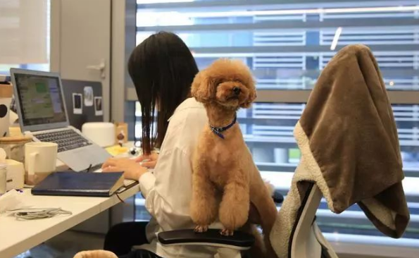 宠有家上班怎么样 宠有家上班怎么样