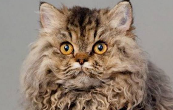 电烫卷猫为什么要绝育 电烫卷猫为什么要绝育