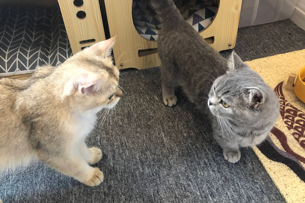 养猫还是养狗?调查显示,它才是最受欢迎的都市宠物 养猫还是养狗?调查显示,它才是最受欢迎的都市宠物