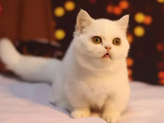 米努特是啥档次的猫，米努特是什么品种的猫多少钱