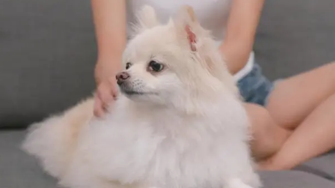 博美犬为什么不能打 博美犬为什么不能打
