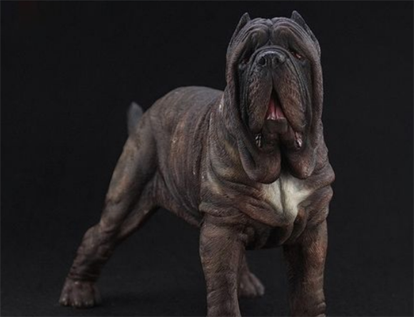 纽波利顿獒犬怎么养?做好每日清洁工作 纽波利顿獒犬怎么养?做好每日清洁工作