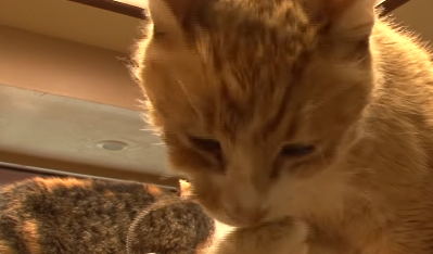 她独自收养700只流浪猫,成为所有猫咪的妈妈,值得所有人尊敬 她独自收养700只流浪猫,成为所有猫咪的妈妈,值得所有人尊敬