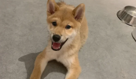 五种最好的柴犬