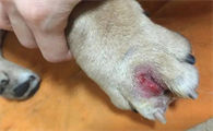 趾间炎狗怎么治疗
