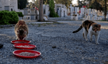 超30万只猫死亡！猫冠状病毒肆虐“猫岛”塞浦路斯，致死率近90%