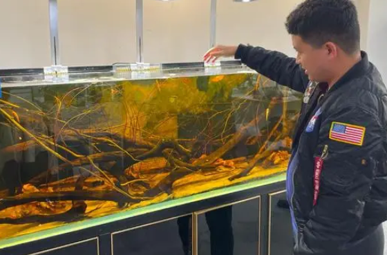 多次斩获大奖,小小宠物鱼也能“养成”大产业 多次斩获大奖,小小宠物鱼也能“养成”大产业
