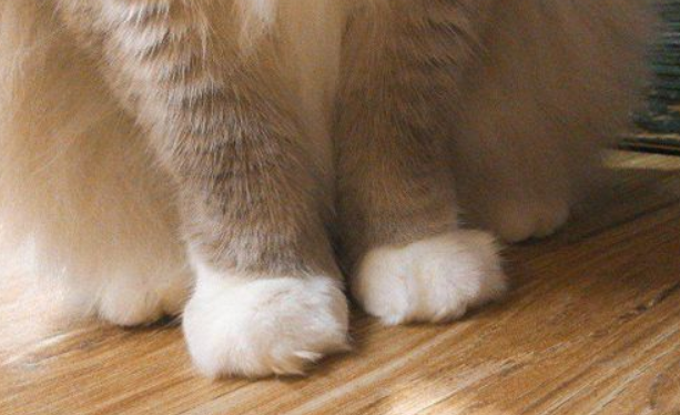 为了省事，这些人把猫爪剁了