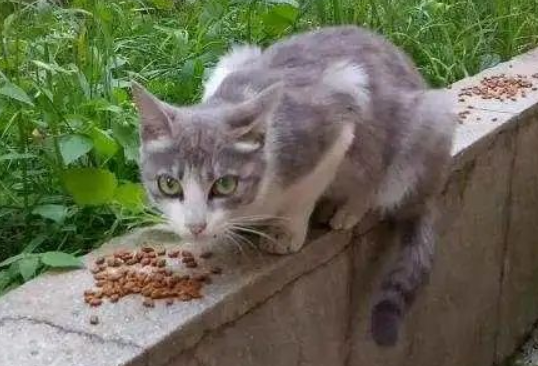 流浪猫伤人，喂猫人赔偿！