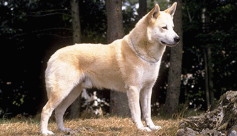 卡南犬的日常护理 该犬毛发易清洗 卡南犬的日常护理 该犬毛发易清洗