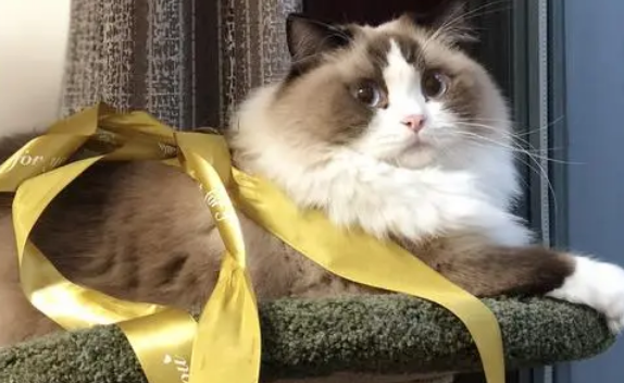 布偶猫多少钱 布偶猫多少钱