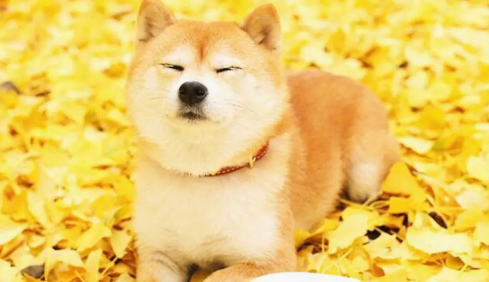 纯种柴犬价格多少钱一只 纯种柴犬价格多少钱一只