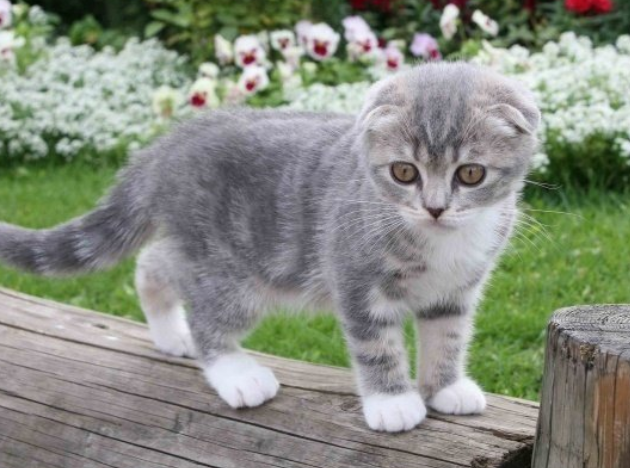 如何训练折耳猫不跳床 苏格兰折耳猫制止跳床方法 如何训练折耳猫不跳床 苏格兰折耳猫制止跳床方法