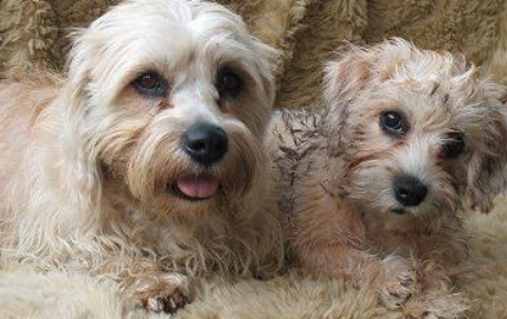 德国宾莎犬的日常护理 注意耳道清洁 德国宾莎犬的日常护理 注意耳道清洁