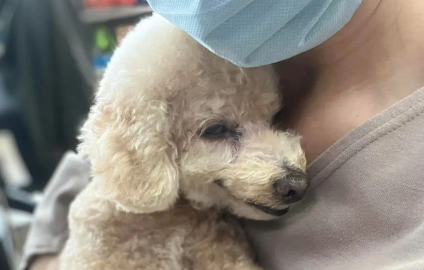 19岁贵宾犬依偎在妈妈怀里，笑得一脸幸福，让人动容：珍惜当下！
