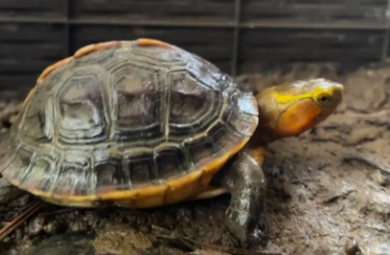 半水龟有哪些，半水龟什么龟长得最大？-宠物网