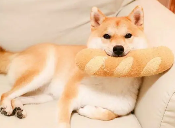 纯种柴犬的价格特征图片 纯种柴犬的价格特征图片