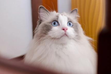 布偶猫猫粮推荐，布偶猫10大猫粮排行榜！