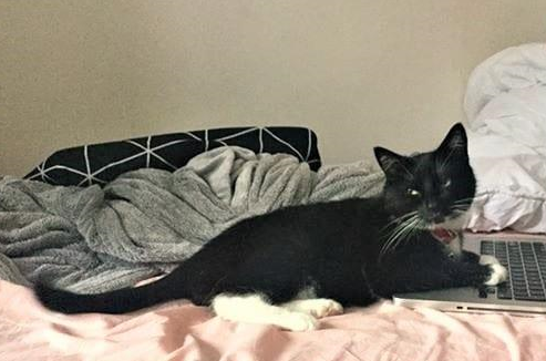主人被房东赶出家门，猫咪也被吓走，然而找到它的反而是房东猫咪 