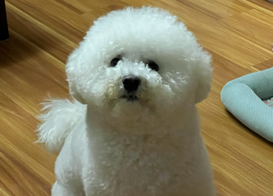 一只比熊犬在上海独自隔离的19天