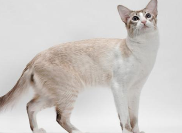 波米拉猫怎么养