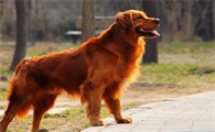 金毛多少钱一只幼犬