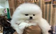 哪里有博美犬买