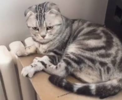 主人逗猫拍猫屁股，结果它不乐意了，垫子：兄弟别动手，算了算了