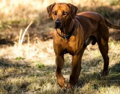 罗得西亚脊背犬好养吗？有节制喂食零食