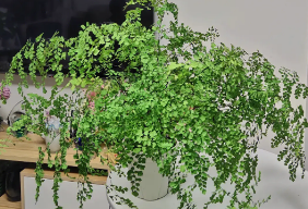 家里养铁线蕨风水好不好 家里养铁线蕨风水好不好