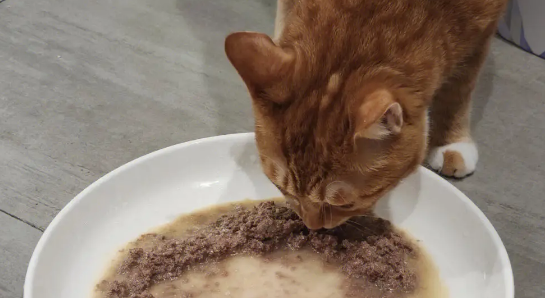 呢咔猫罐头喂食注意事项：健康喂养，让猫咪更健康