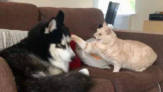 养了一只哈士奇，但它却一直以为自己是只猫..