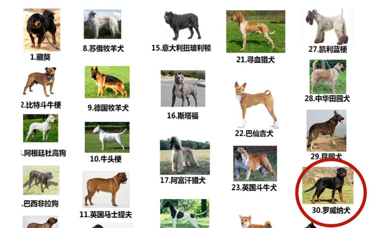扩散！这33种犬种昆明禁养！！