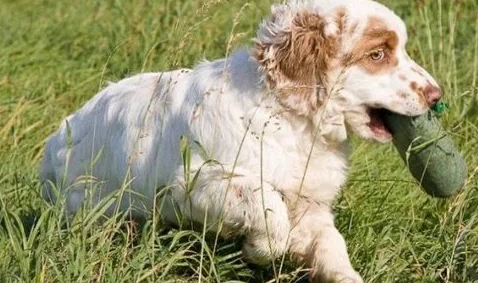 克伦伯猎鹬犬怎么喂养?正确的换食方法 克伦伯猎鹬犬怎么喂养?正确的换食方法