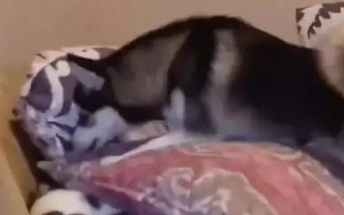 作死二哈趁猫咪睡觉，竟然对它一顿狂踩，猫咪：你这是找削呢？