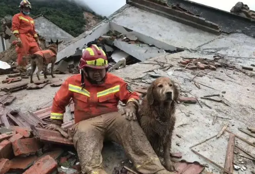 辛苦了 最后一次出警的“搜救犬” 辛苦了 最后一次出警的“搜救犬”