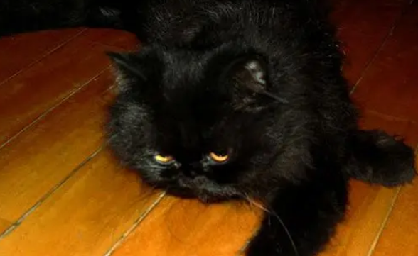 黑色波斯猫价格多少钱一只 黑色波斯猫价格多少钱一只