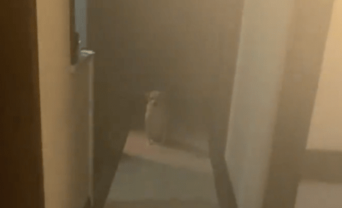 主人厨房烧饭忘记关火，狗狗拼命来敲卧室的门，救了一家子的命！