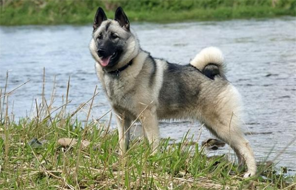 挪威猎麋犬的日常护理?美容护理技巧 挪威猎麋犬的日常护理?美容护理技巧