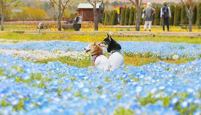 花海中的柴犬兄妹,用笑容治愈3万人,背后的故事却让人泪目 花海中的柴犬兄妹,用笑容治愈3万人,背后的故事却让人泪目